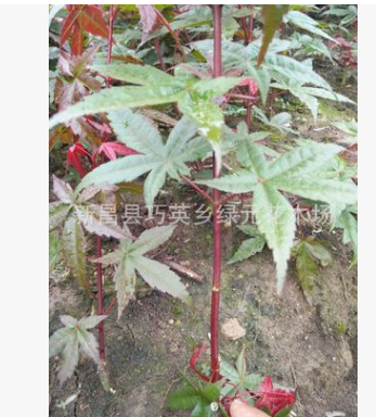 基地直銷紅楓、日本紅楓、中國紅楓、常年紅、黃金楓、赤楓等