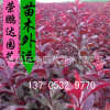 供應(yīng)4公分紅葉李 大小規(guī)格齊全 北美海棠紅葉碧桃