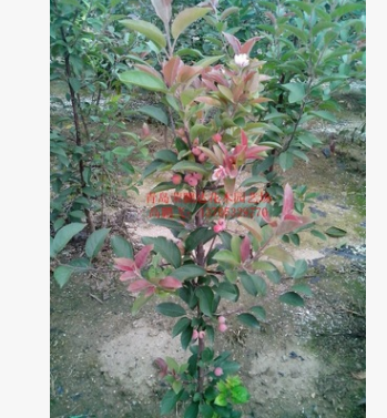 出售北美海棠接穗 接芽 紅麗 絢麗 品種多 純正 采穗圃