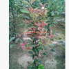 出售北美海棠接穗 接芽 紅麗 絢麗 品種多 純正 采穗圃