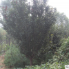基地種植高桿櫻花樹 規格全 南北方種植3公分櫻花樹