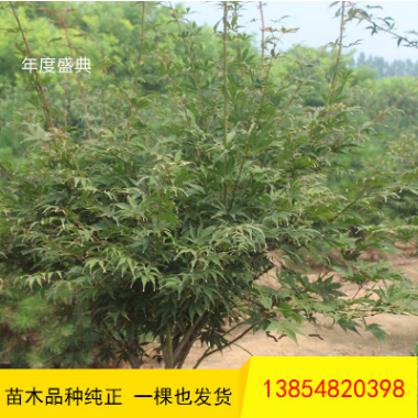 紅楓樹苗出售 庭院綠化觀葉植物日本紅楓樹苗量大從優(yōu)