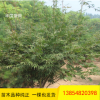 紅楓樹苗出售 庭院綠化觀葉植物日本紅楓樹苗量大從優