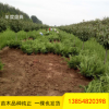 批發龍柏 工程道路綠化用 常青地栽龍柏樹