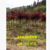 紅楓 精品紅楓 美國紅楓 紅楓樹 綠化植物