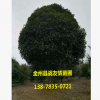 廣西桂花樹 金桂 銀桂 八月桂 大桂花樹 綠化植物