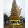 廣西 桂林 全州 銀杏樹(shù) 綠化 質(zhì)量保證 基地