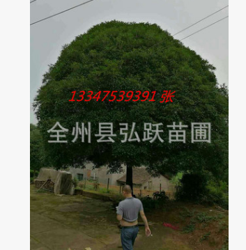 供桂花樹16~25cm廣西精品大桂花 桂林桂花樹