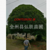 供桂花樹16~25cm廣西精品大桂花 桂林桂花樹