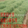 廣西優(yōu)質馬甲子苗鐵籬笆樹苗鳥不站樹苗圍果園專用刺苗