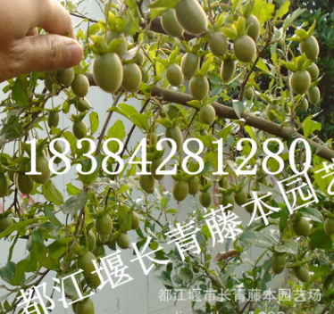 金彈子苗