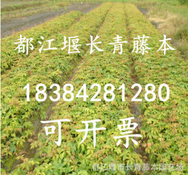 五葉地錦爬山虎爬墻虎基地