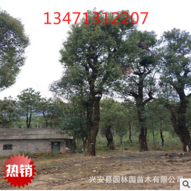 廣西低分支高分支香樟樹40公分，廣西香樟樹，桂林香樟樹