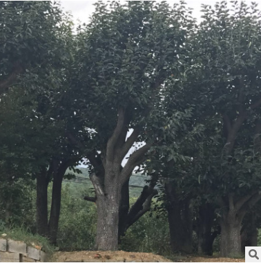 園藝場出售柿子樹南北方種植帶土球發貨土壤適應強柿子樹