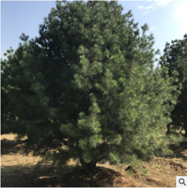 長期種植出售3米白皮松帶土球發貨土壤適應強工程綠化3米白皮松