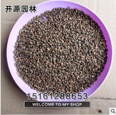黃櫨種子林木種子 當年新采黃櫨種子 質量保證 發芽率高