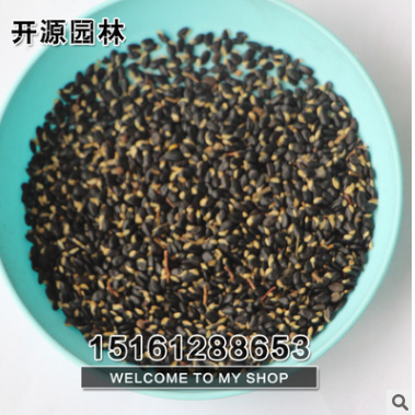 金合歡合歡種子 銀合歡種子 出芽率高 品種齊全