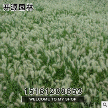 批發供應優質狼尾草苗 四季常青 耐踐踏 量大優惠