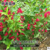 基地批發紅王子錦帶苗 規格齊全 量大優惠