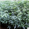 批發正宗海南黃花梨樹苗沉香樹苗金絲楠木苗名貴小葉紫檀