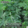 批發工程用苗 綠化苗木 優質八角金盤小苗 園林綠化