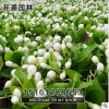 批發供應盆栽花苗 白色茉莉花苗木 盆栽植物