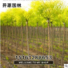 批發供應工程樹苗 金葉國槐小樹苗3-8公分金葉槐樹苗