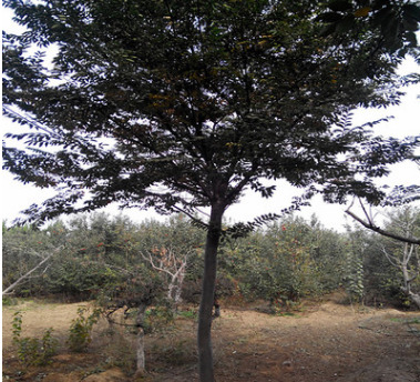 櫸樹(shù) 山東泰安櫸樹(shù)10公分以上 冠幅飽滿 樹(shù)型優(yōu)美 苗圃直銷