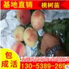 錦繡黃桃桃樹苗現貨供應 大量批發三公分嫁接黃桃樹苗 優質桃樹苗