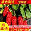 山東 園藝場批發自產自銷地栽草莓苗 不同年份 草莓種苗