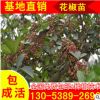 花椒苗子現貨大量批發 優惠價格銷售一年生花椒苗子 無刺花椒樹苗