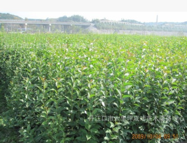 產地直銷3公分木瓜苗 光皮木瓜 木瓜樹 占地木瓜苗 襄陽木瓜苗