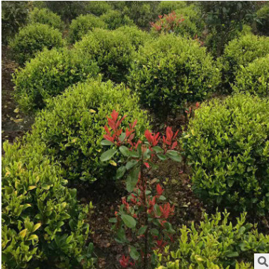 基地直銷批發(fā)茶花樹茶花球常綠灌木 規(guī)格齊全 地栽
