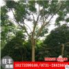 基地直銷 湖南柏家鎮(zhèn)欒樹工程綠化規(guī)格齊全 欒樹