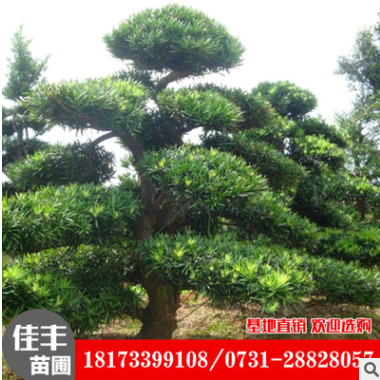 供應(yīng)羅漢松批發(fā) 基地直銷羅漢松樹 大型羅漢松全網(wǎng)特價