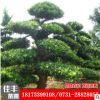 供應(yīng)羅漢松批發(fā) 基地直銷羅漢松樹 大型羅漢松全網(wǎng)特價(jià)