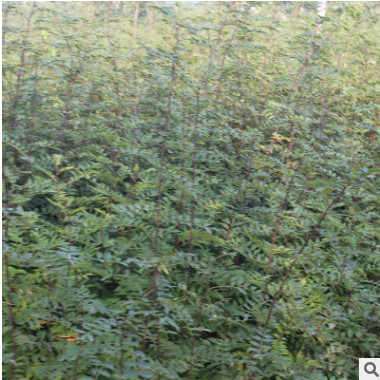 大量批發大紅袍花椒苗 九葉青花椒小苗 掛果率高花椒苗 歡迎考察