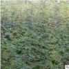 大量批發(fā)大紅袍花椒苗 九葉青花椒小苗 掛果率高花椒苗 歡迎考察