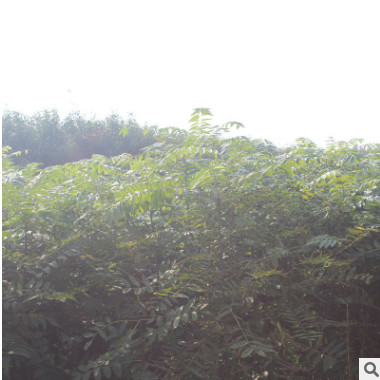 泰安紅油香椿樹全新上市了 綠沃苗木銷售中心特價批發優質香椿樹