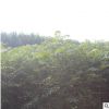 泰安紅油香椿樹全新上市了 綠沃苗木銷售中心特價(jià)批發(fā)優(yōu)質(zhì)香椿樹