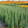 刺柏,1米高刺柏松價(jià)格,刺柏苗價(jià)格,栽山用途耐寒刺柏松,北京檜樹苗刺柏價(jià)格苗木