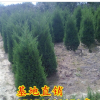 塔柏價(jià)格_塔柏苗價(jià)格,塔柏樹苗