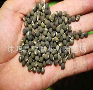 批發(fā)最新種子 楊貴妃黃秋葵種子 陽臺盆栽蔬菜 補(bǔ)腎菜 綠秋葵種子