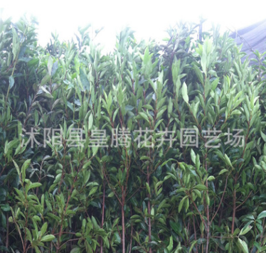 供應園林綠化苗木 法國冬青 冬青小苗 珊瑚樹苗量大從優