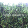 供應(yīng)園林綠化苗木 法國冬青 冬青小苗 珊瑚樹苗量大從優(yōu)