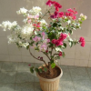 盆栽/地栽多色三角梅花苗庭院攀援花卉綠植重瓣批發三角梅盆栽
