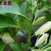 宗嫁接白蘭花苗 白蘭花樹苗白玉蘭黃桷蘭黃蘭盆栽地栽濃香花卉
