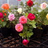 歐月花苗藤本月季花苗庭院陽臺盆栽花卉多花薔薇爬藤植物玫瑰花苗