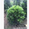 精品圓球羅漢松造型 帶大土球 盆栽高檔四季常綠