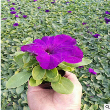 盆栽矮牽牛上市 矮牽牛花苗色彩豐富 青州時令草花批發(fā)市場